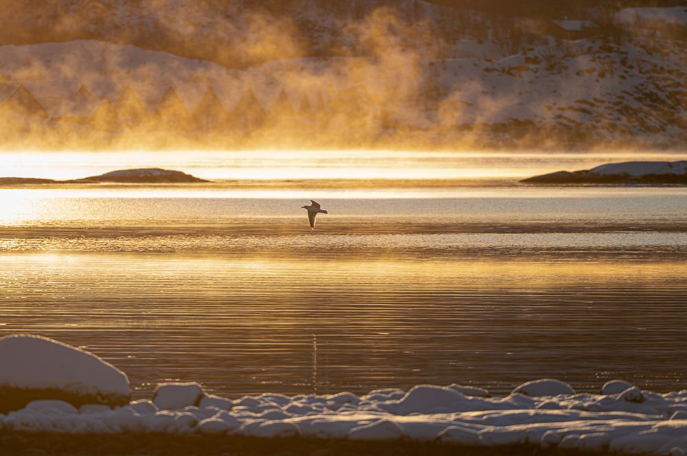 Photograph by Arnfinn Malmedal