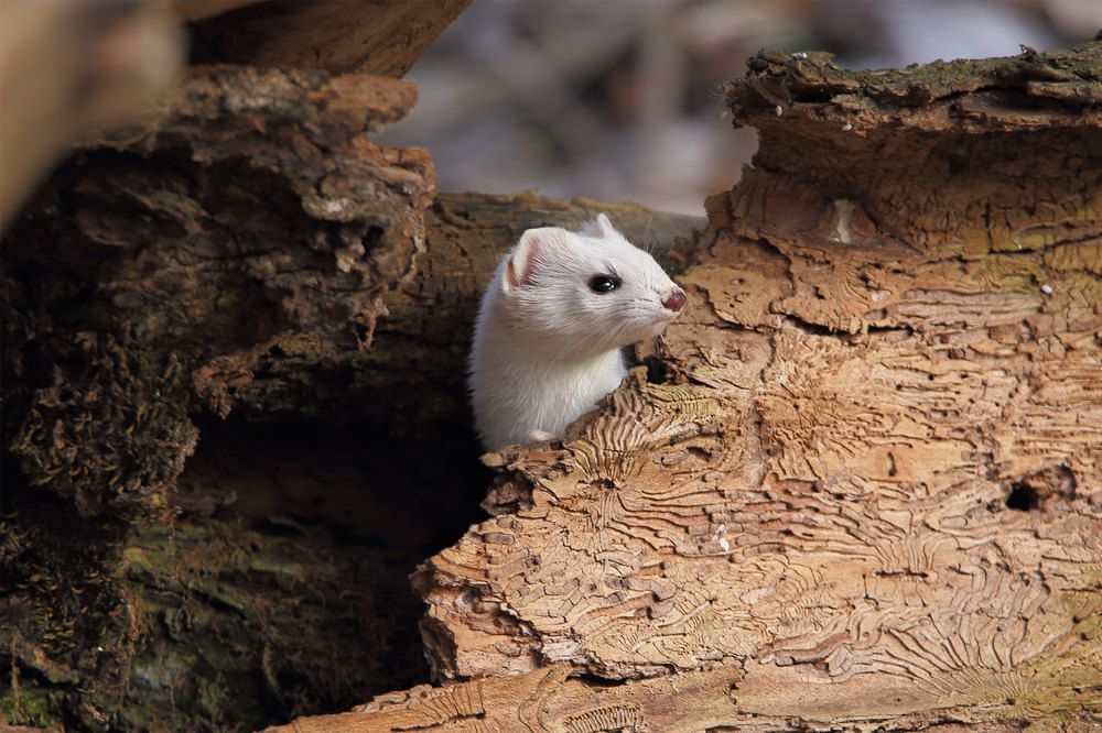 Фотография автора Роман Рысь