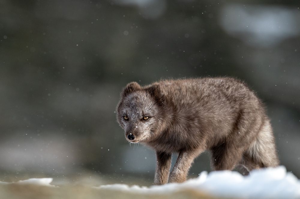 Photograph by Arnfinn Malmedal