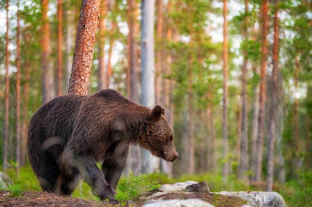 Photograph by Arnfinn Malmedal