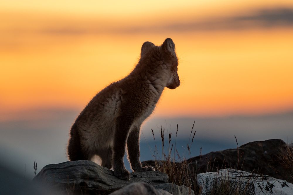 Photograph by Arnfinn Malmedal