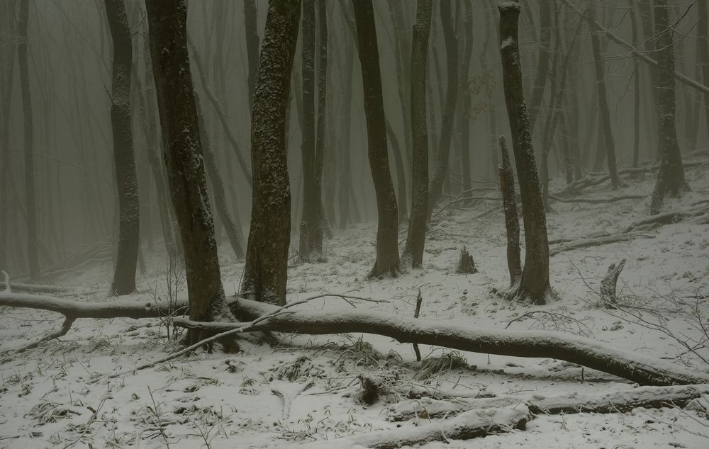 Туманное утро