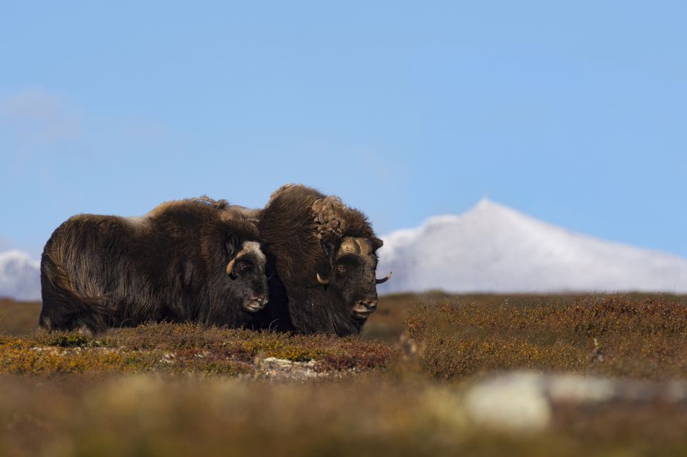 Photograph by Ernestas Balcikonis