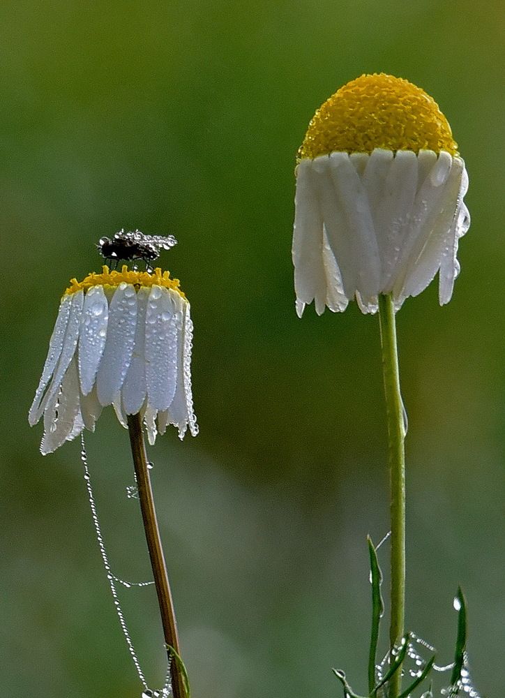 Фотография автора Александр Ракович