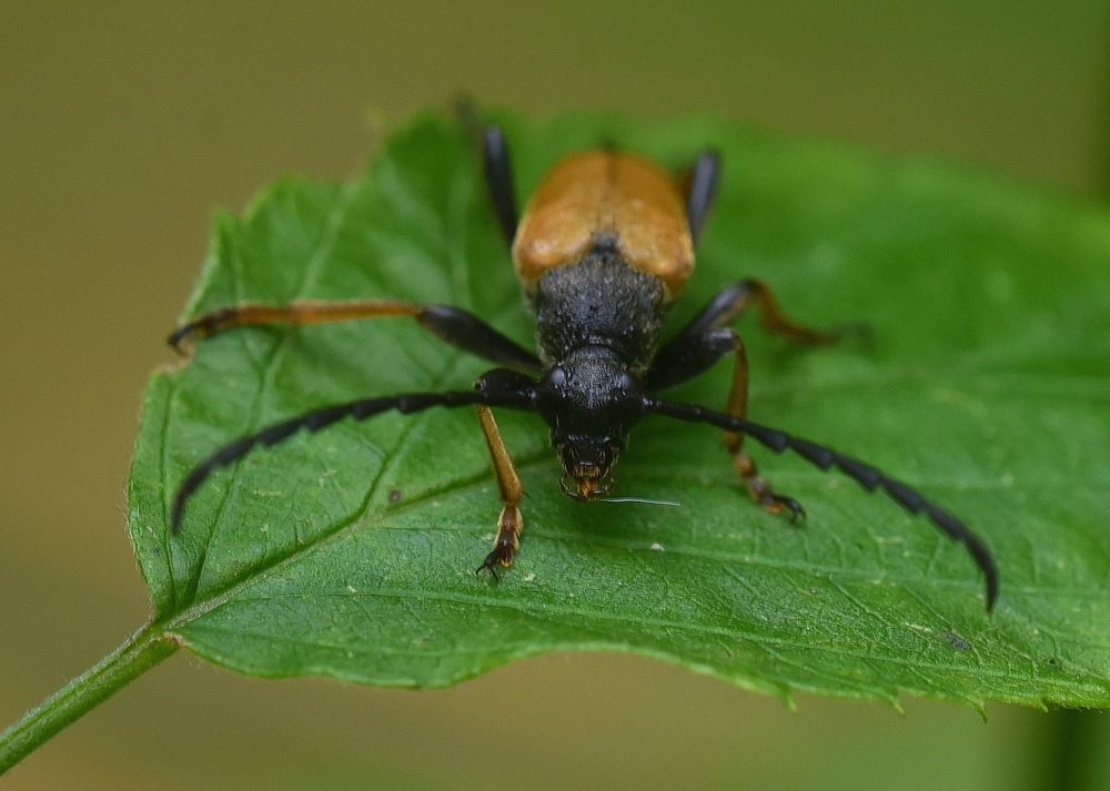 Фотография автора Александр Ракович