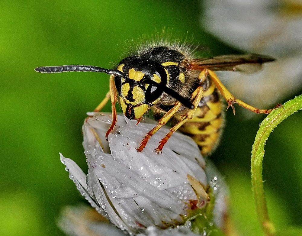 Фотография автора Александр Ракович