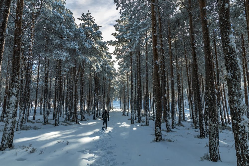 walking among giants