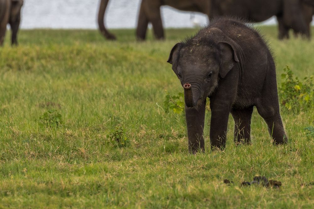 Photograph by Ranley Evarts