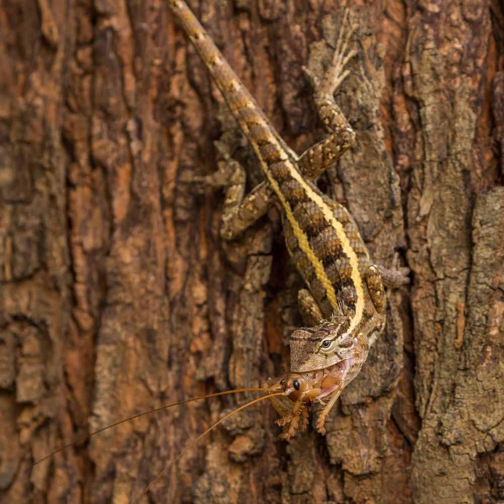 Photograph by Ranley Evarts