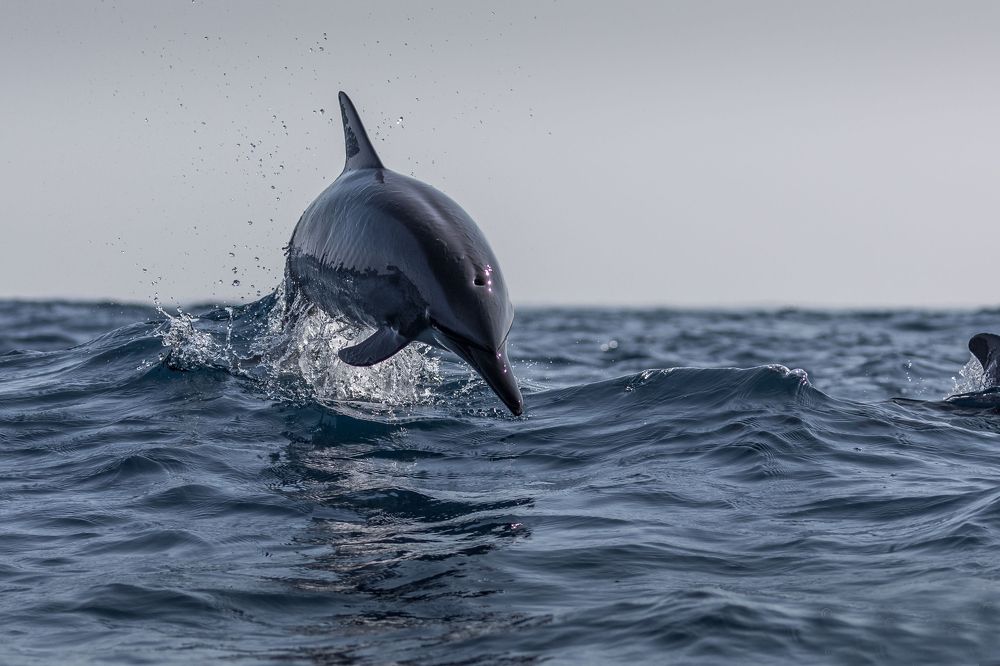 Photograph by Ranley Evarts