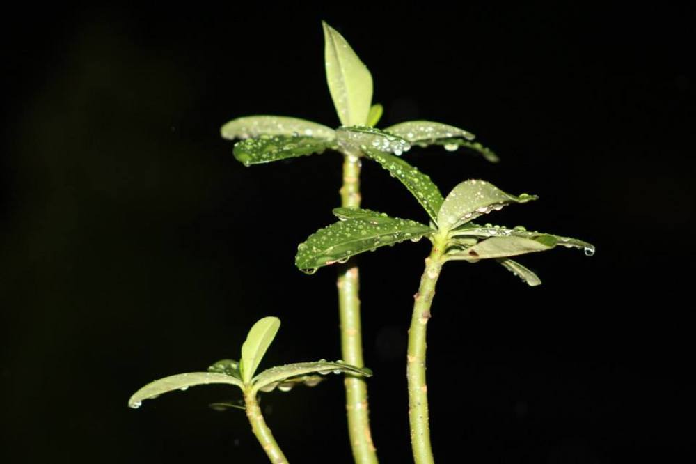 Photograph by Bhupendra