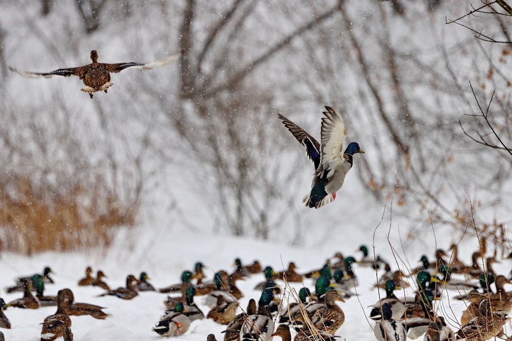 Photograph by Константин Лагоденко