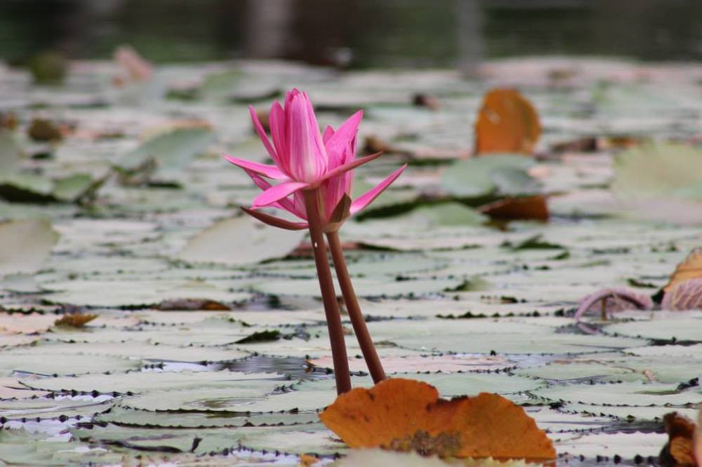 Photograph by Bhupendra