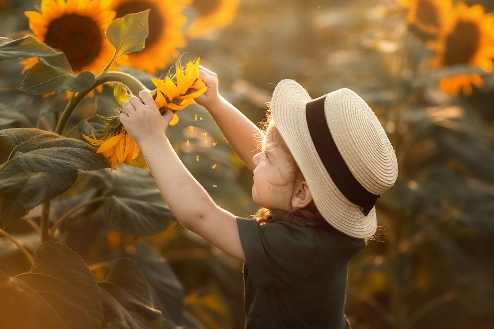 Подсолнухи