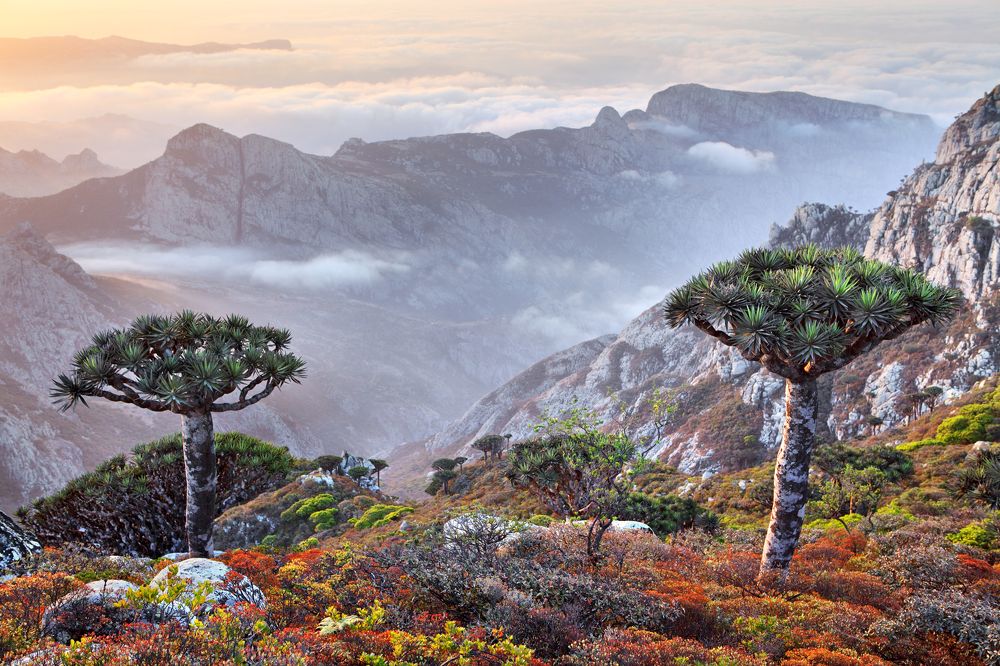 Рассвет над Гондваной...