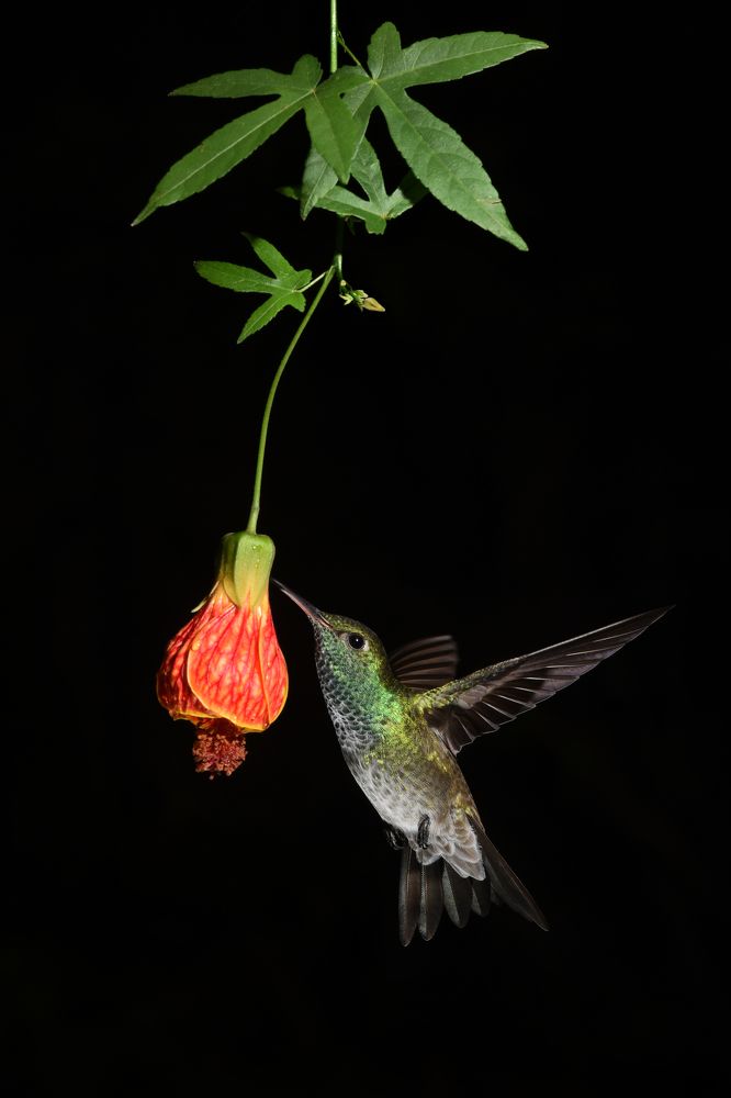 Photograph by SI SABER LOTFI