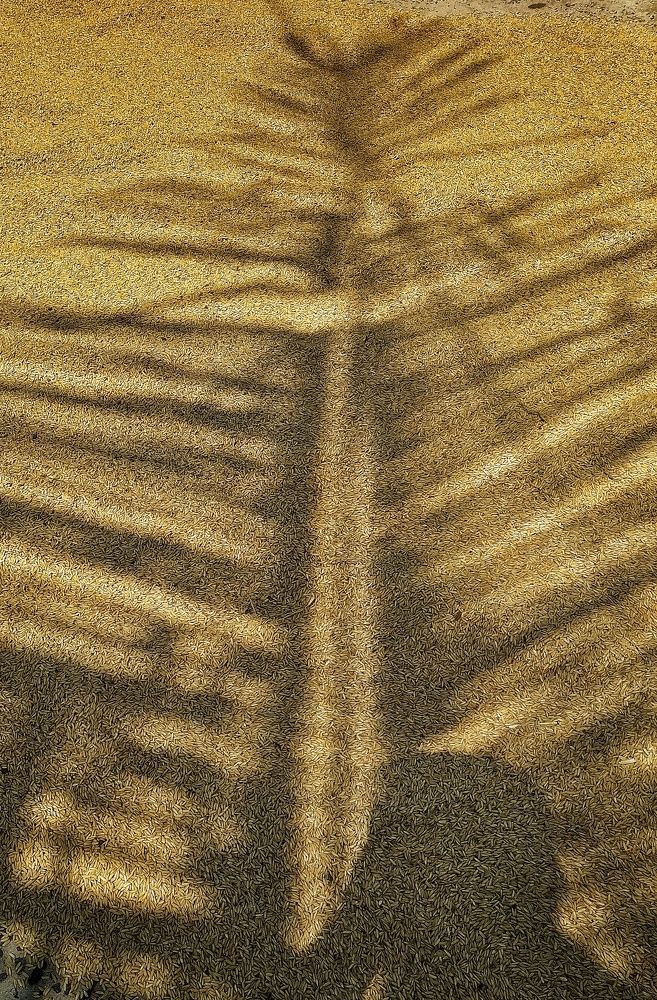 Photograph by Bibekanand Rana