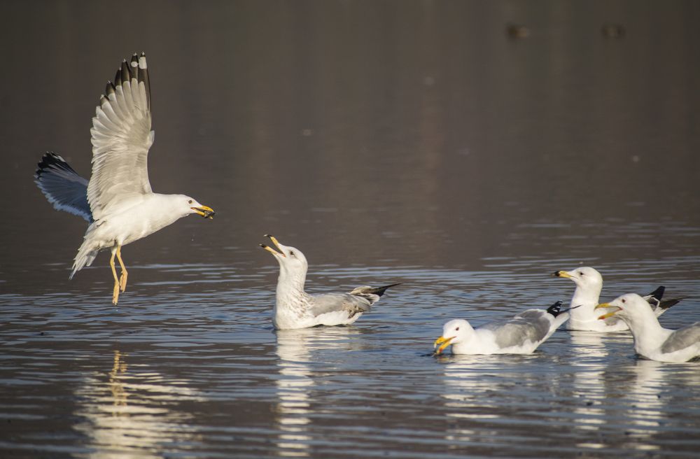 Photograph by SREE DIVYA NAIR