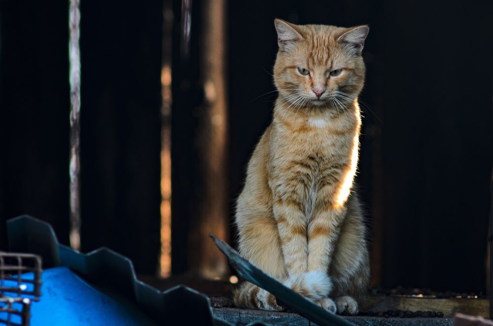 Photograph by Владимир Янчук