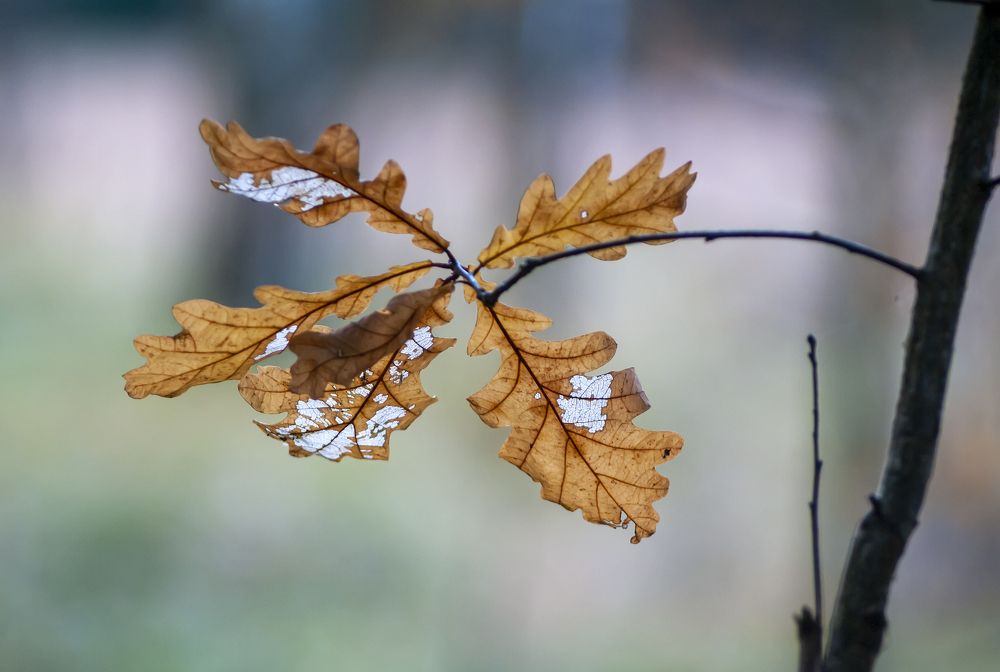 Photograph by Сергей Неудахин