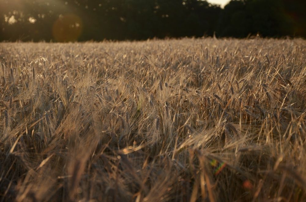 Photograph by Ирина Никитина