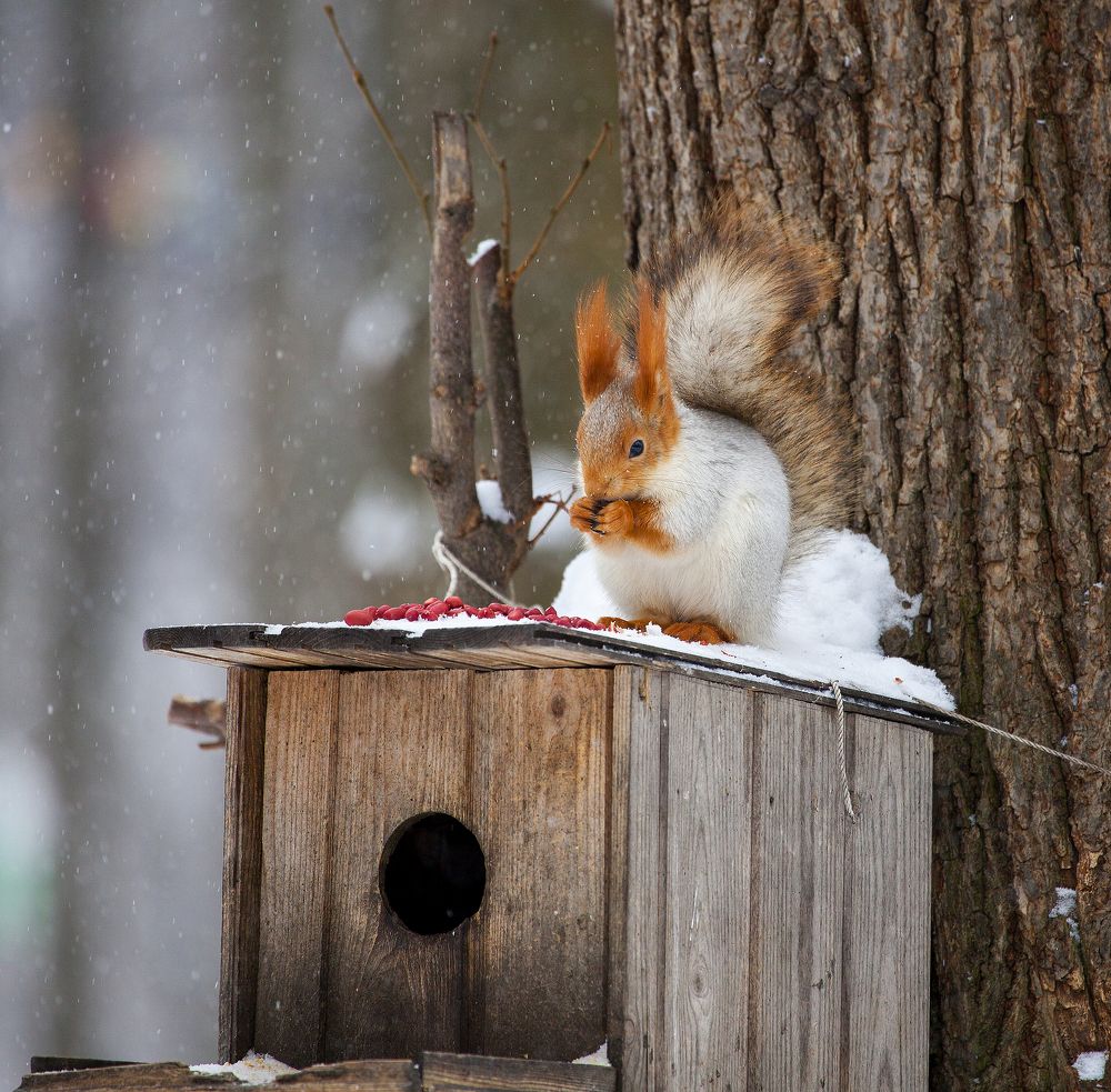 Photograph by Дмитрий Черепков