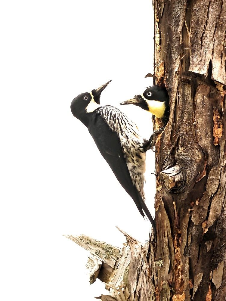 Photograph by Mónica Castaño