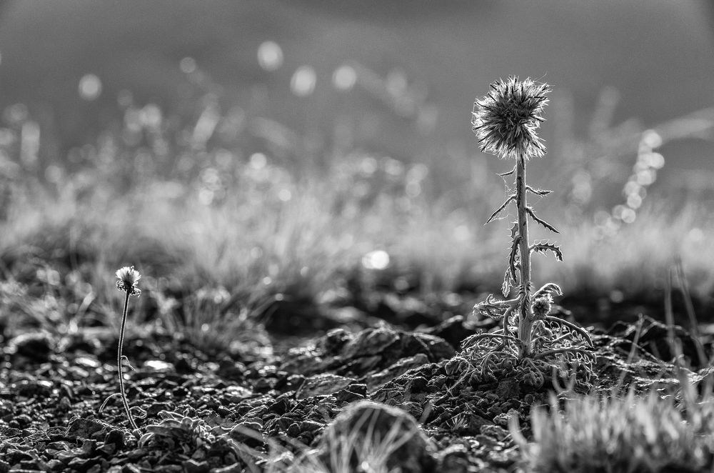 Старый да Малый.