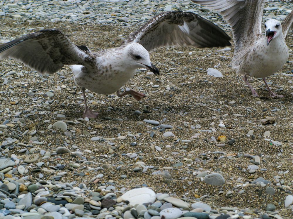 Photograph by Rimma Volchenko