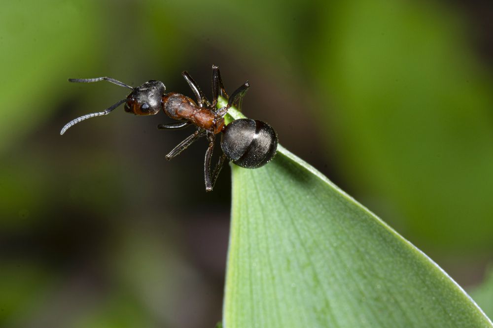 Муравей обыкновенный