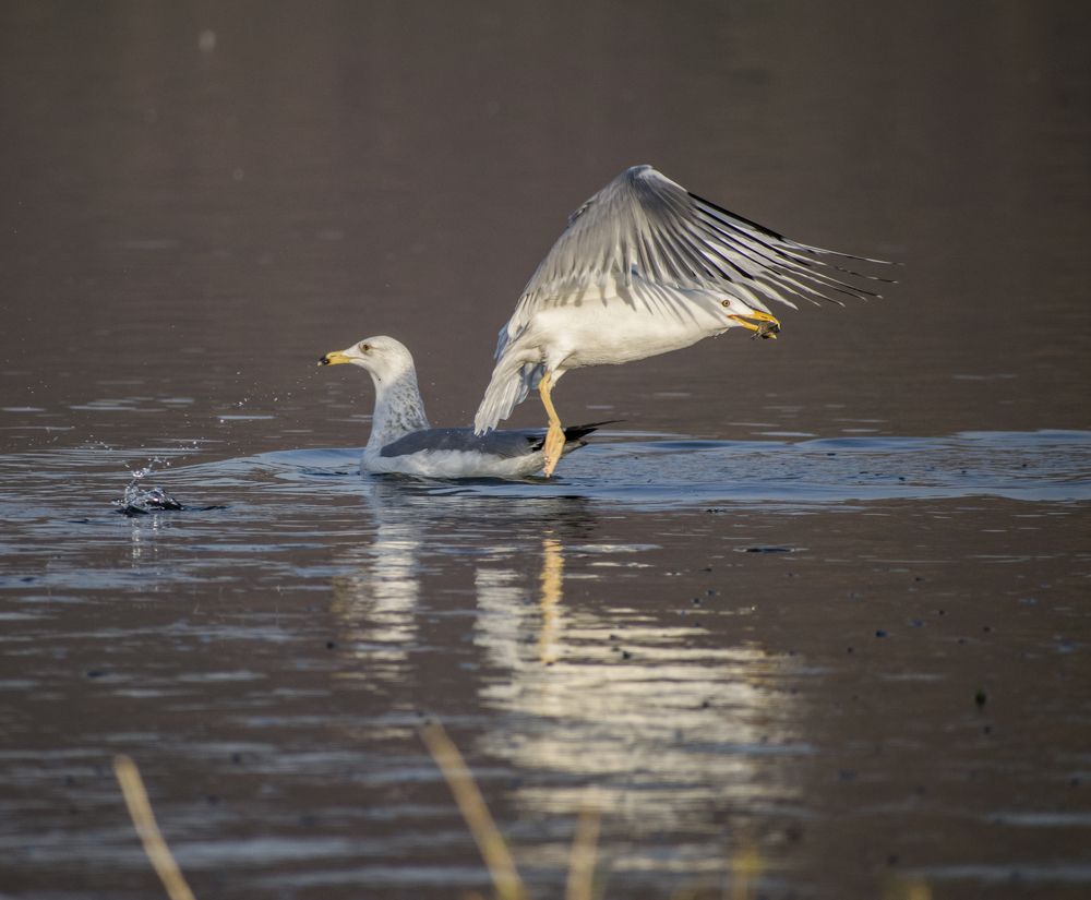 Photograph by SREE DIVYA NAIR