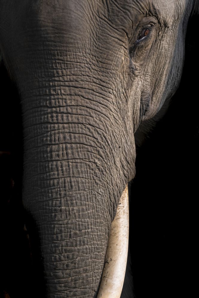 The Elephant Portrait.