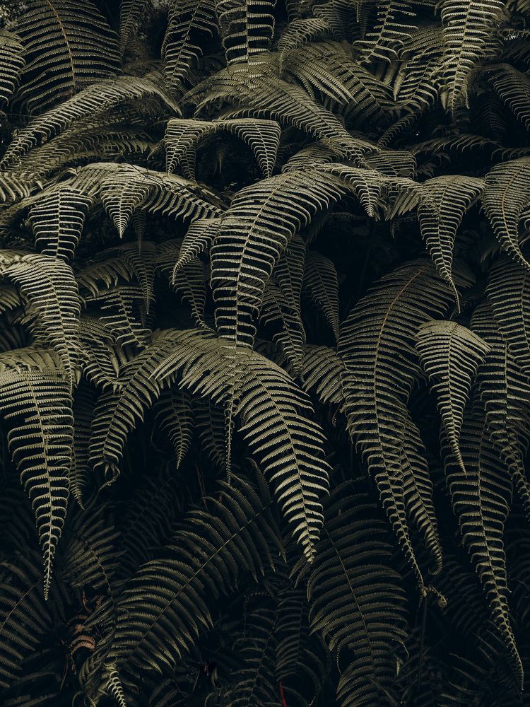 Photograph by Sujan Pokhrel