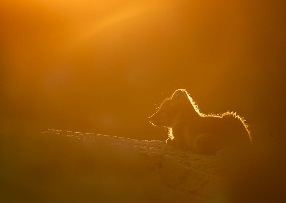 Photograph by Arnfinn Malmedal