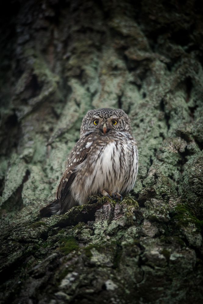 Photograph by Андрей Костромин