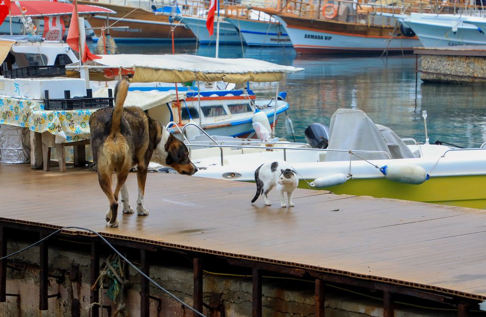 Photograph by Нурманова Мадина