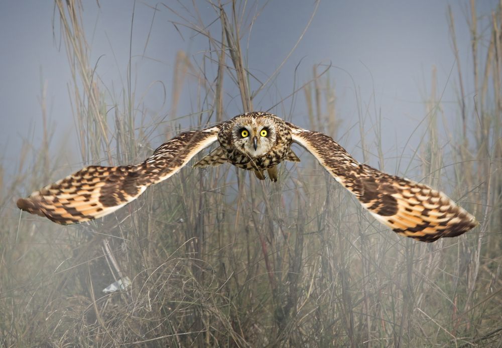 Short eared owl head on flight