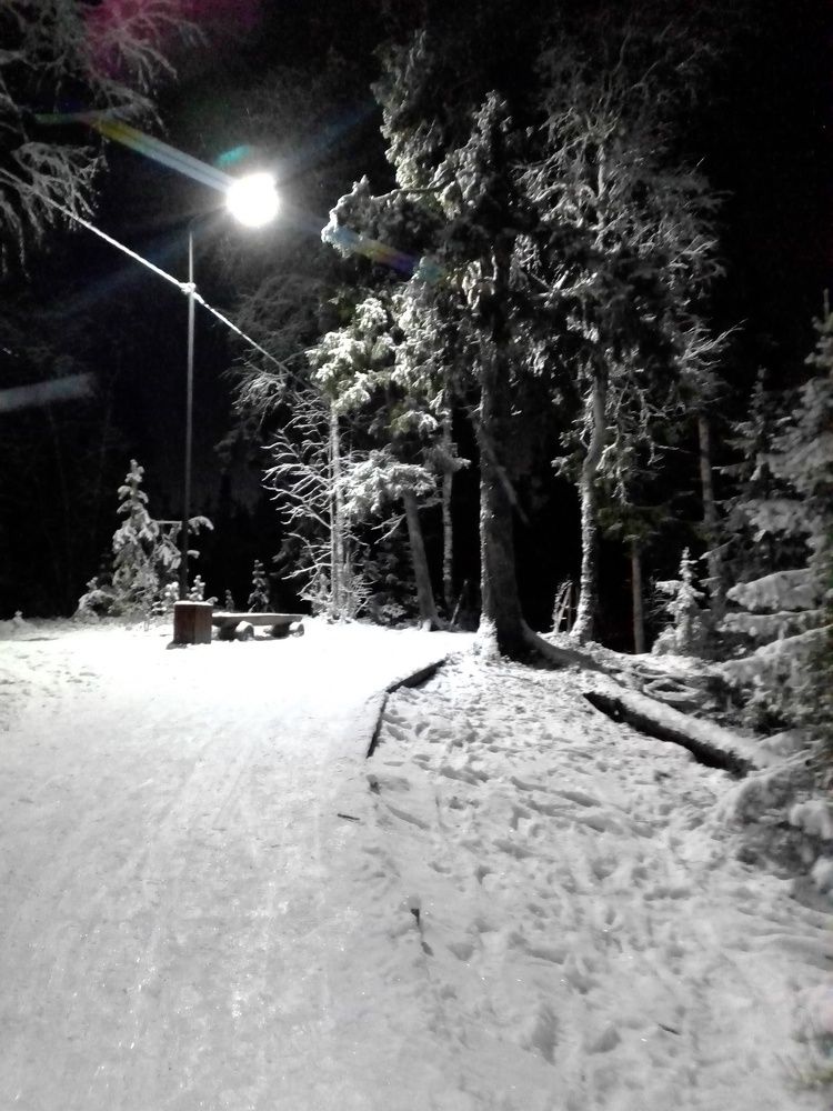 Вечерняя прогулка с питомцами по лесу.