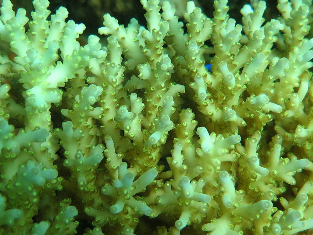 (M)acropora