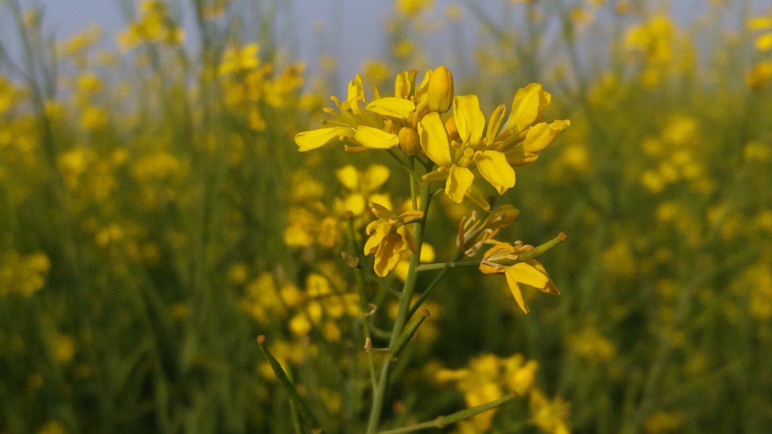 The beautiful flower of the service crop