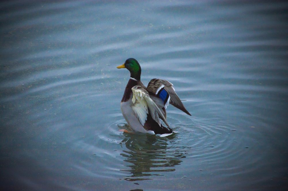 Photograph by Алла Шаталова