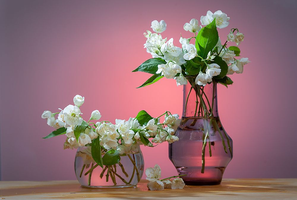 Натюрморт с жасмином.