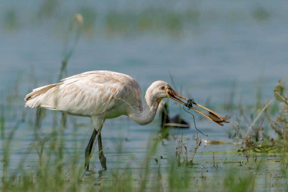 Photograph by Abhishek Kumar