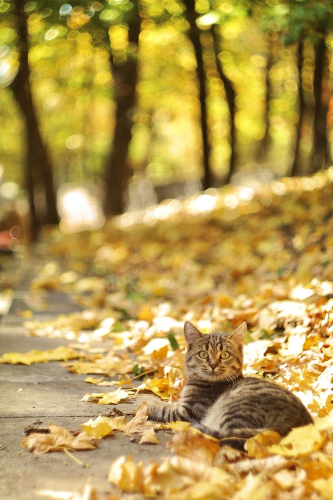Глаза цвета осени