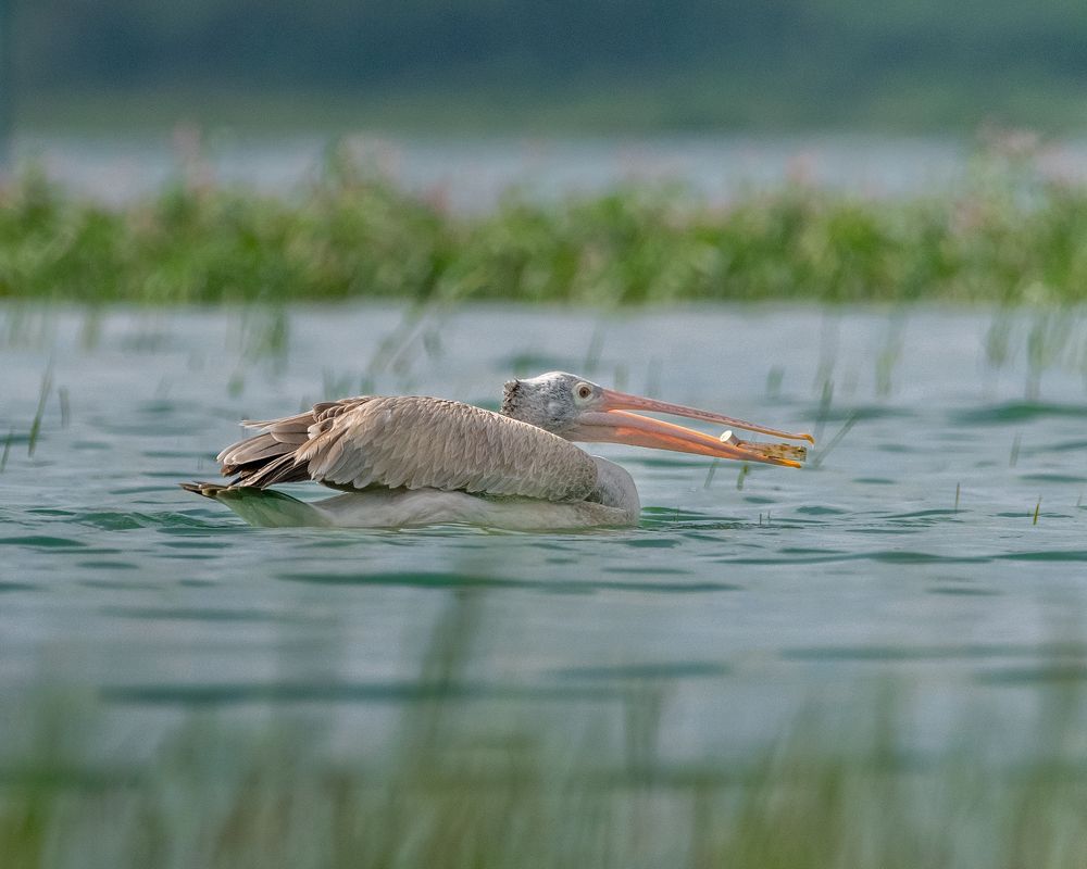 Photograph by Abhishek Kumar
