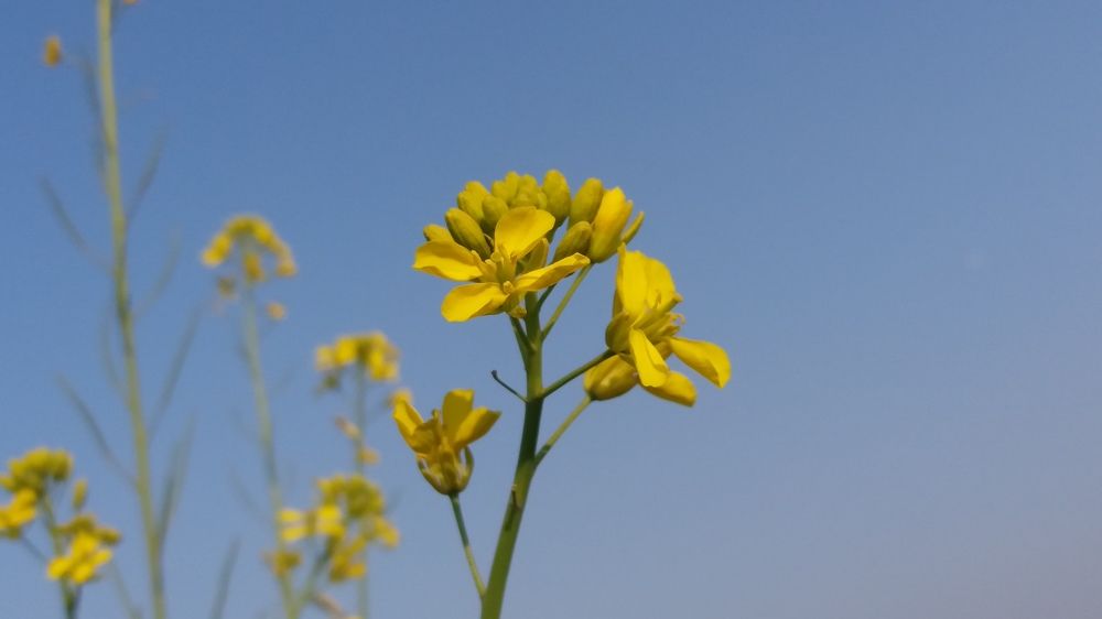 The beautiful flower of the service crop