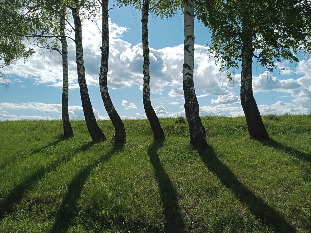 Танец берез