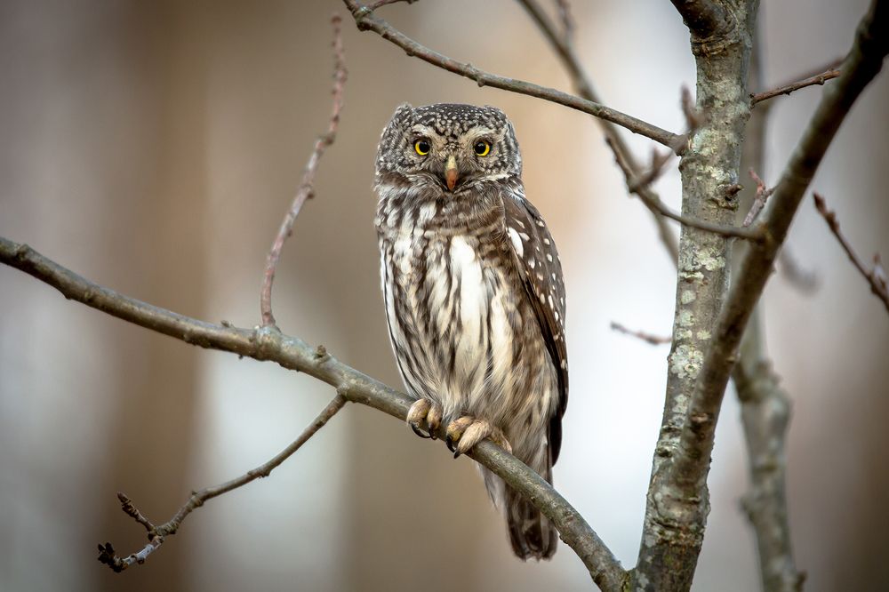 Photograph by Андрей Костромин