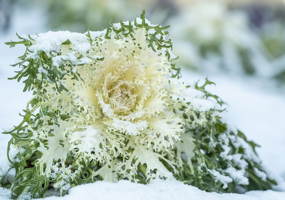 Photograph by vu luong