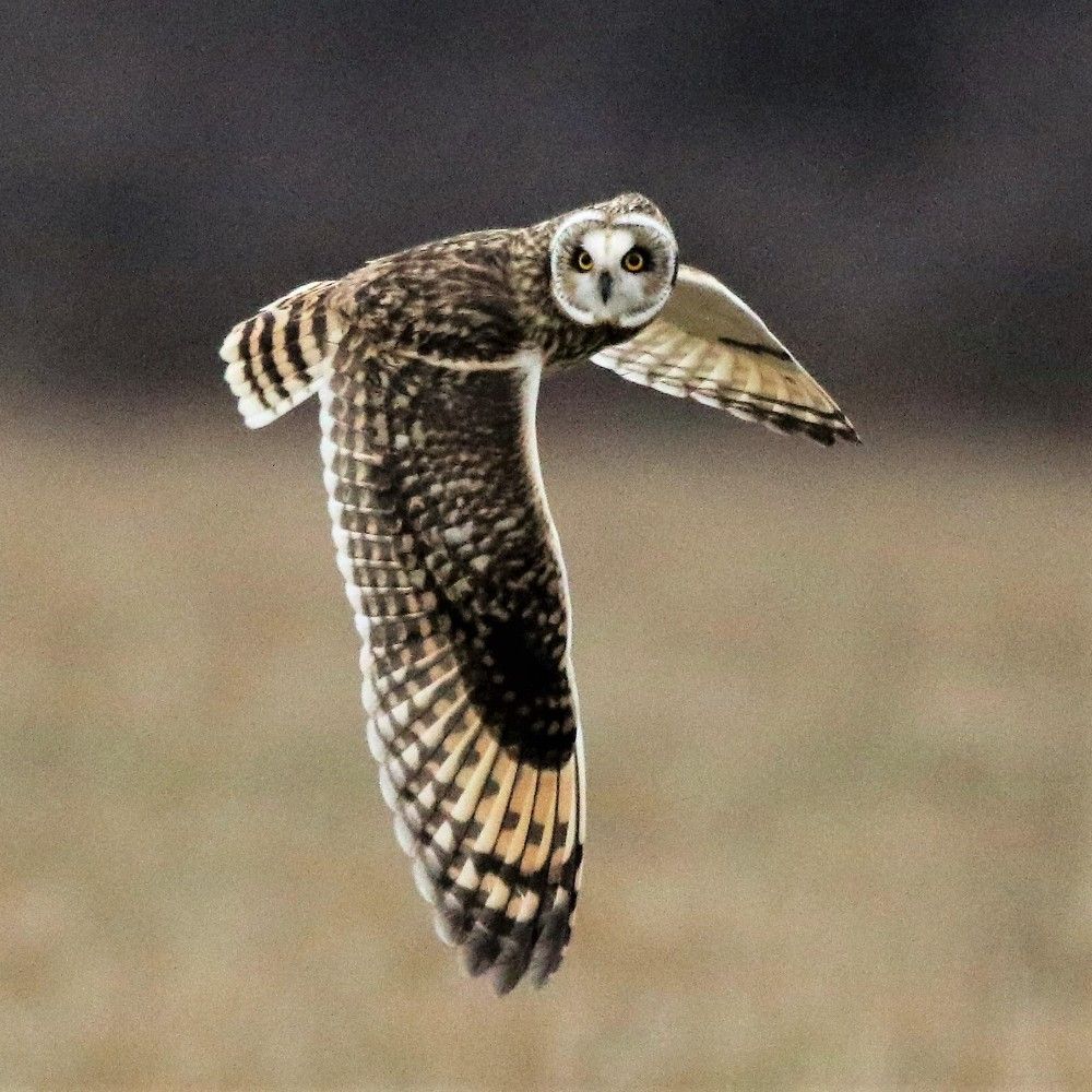 Owl flyby